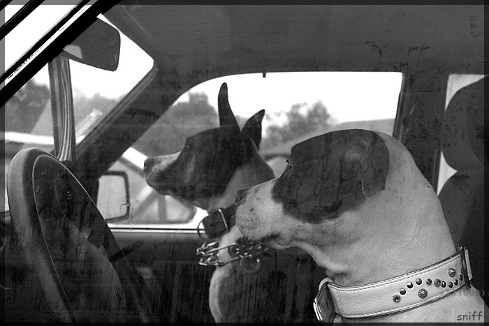 Well, darling, let's go for a ride. - My, The photo, Pets, Humor, Dog breeds, Pitbull