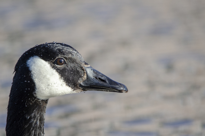 Birds in Vyborg 3 - My, Birds, The photo, Longpost