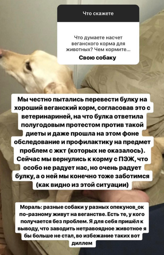 When a dog is unlucky with idiot owners - Instagram, Stories, Dog, Vegan, Pets