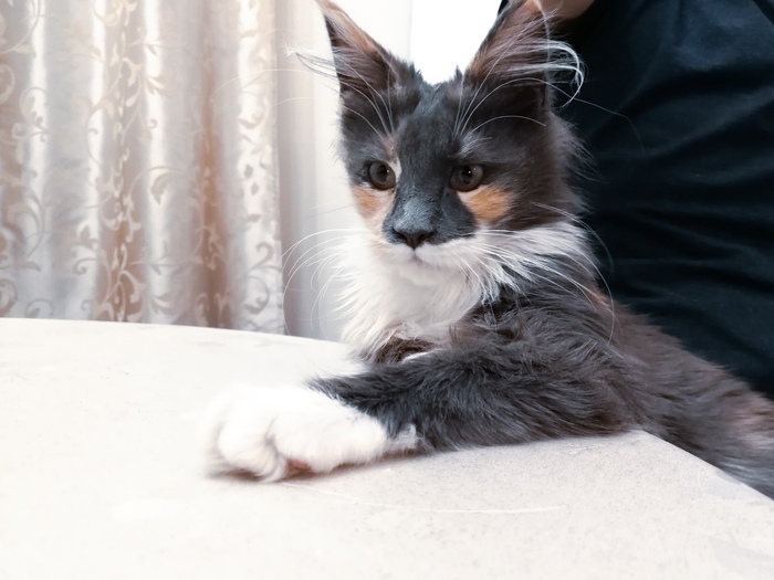 Sit down, I'll tell you something - cat, Longpost, Maine Coon, Pets, Kus, My