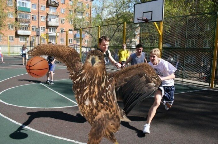 The eagle proudly walked through the snow and because of this became the main hero of the photoshop battle - Eagle, Photoshop, Humor, Birds, Longpost