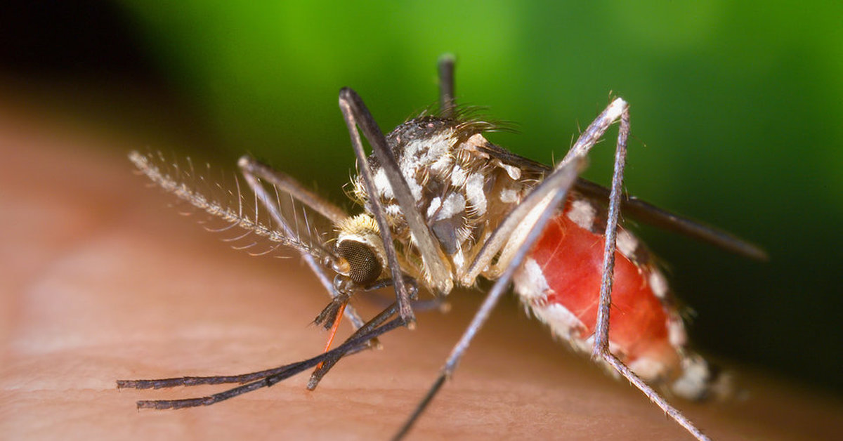 Комар малярийный комар членистоногие двукрылые. Птичья Муха-кровососка. Кровососущие летающие насекомые. Малярийный комар под микроскопом. Кровососущие комары кровососущие комары.