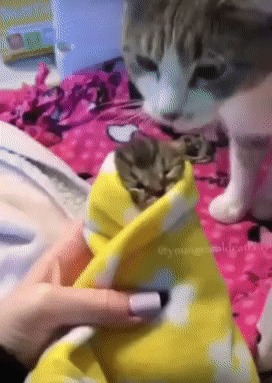 Кошачьи нежности