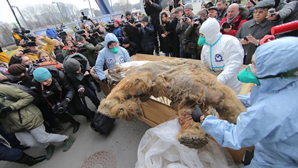 В Перу обнаружили останки древнего четвероногого кита - Перу, Кит, Животные, Океан, Наука, Риа Новости