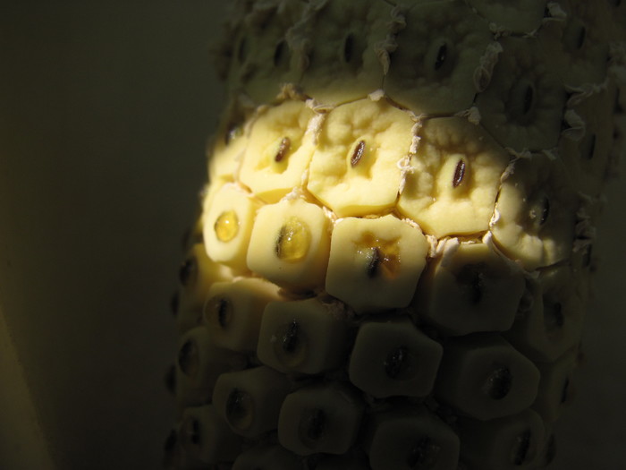 This is how monstera blooms - My, , Beginning photographer, Monstera, Houseplants, Longpost, Trypophobia, Exotic plants