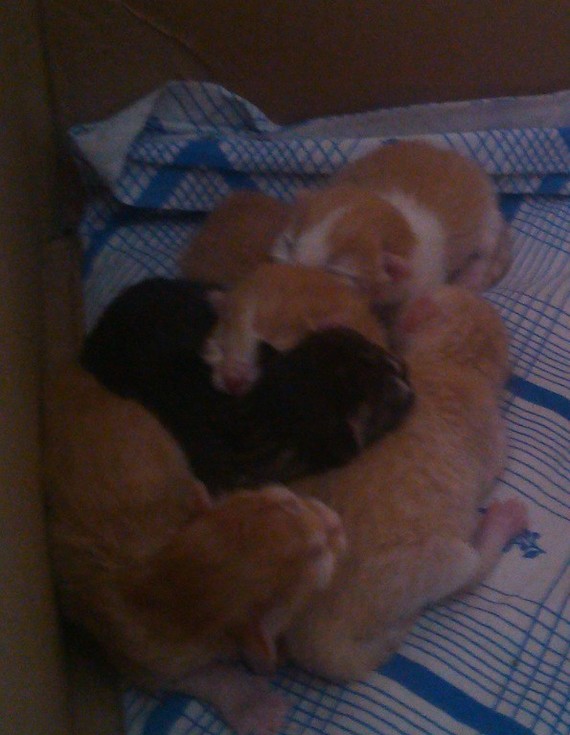 Five kittens and one cat))) - My, cat, Pets, Усы, Toddlers, Longpost, Children