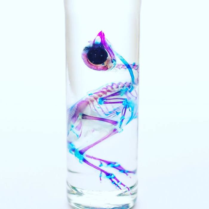 Окрашивая мертвое, или хитрое искусство диафонизации. Длиннопост, Диафонизация, Интересное, Скелет, Животные