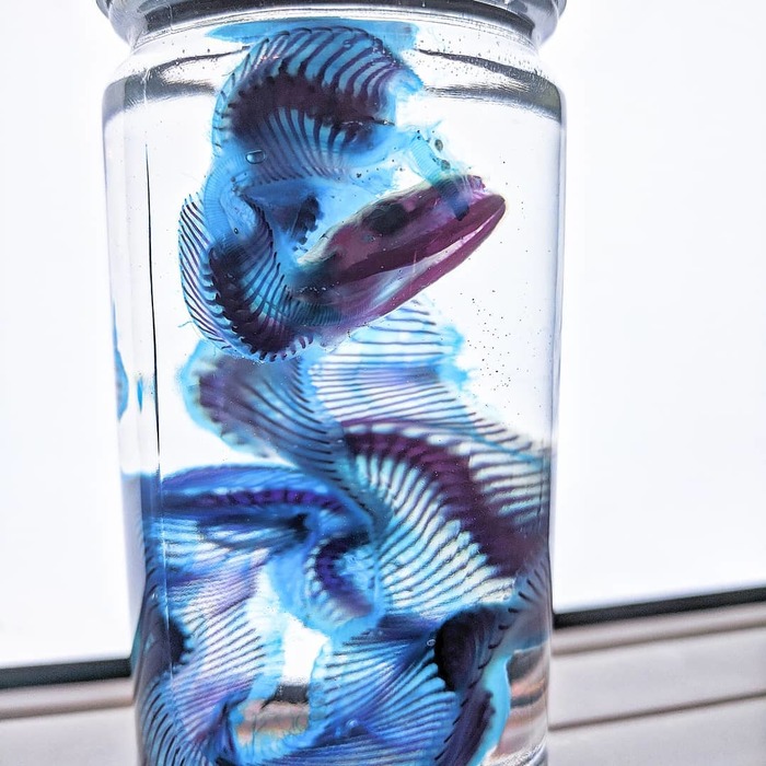 Окрашивая мертвое, или хитрое искусство диафонизации. Длиннопост, Диафонизация, Интересное, Скелет, Животные