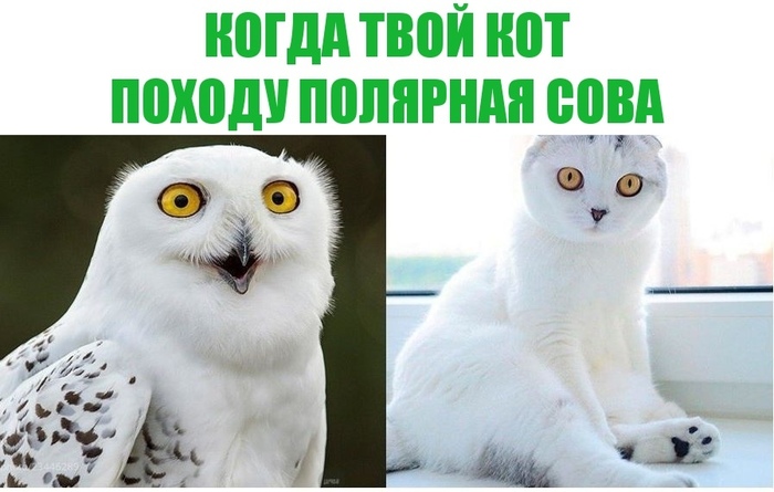 Mysterious Owlcat! - My, cat, Catomafia, Polar owl, Owl