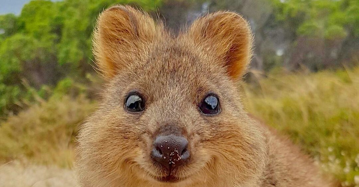 3 глава улыбающиеся зверьки. Мини кенгуру Квокка. Квокка (короткохвостый кенгуру). Квокка эндемики Австралии. Карликовый кенгуру Квокка.