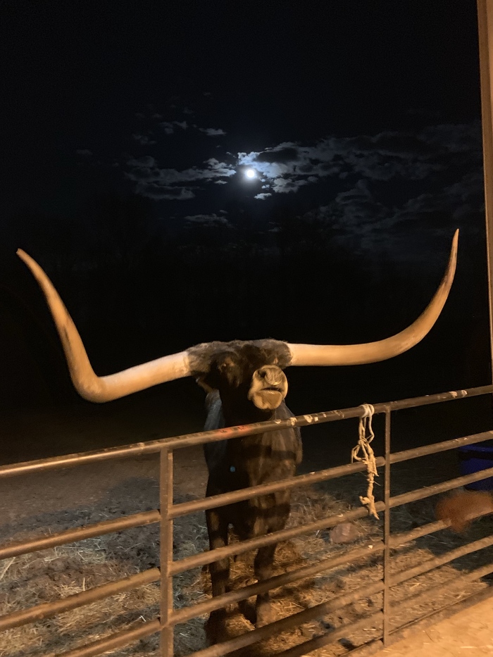 Sinister bull - Animals, USA, Texas, Texas Longhorn