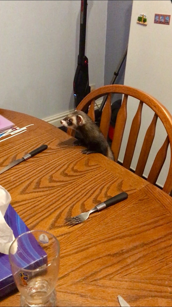 Bring my dinner mother :D - My, Ferret, Milota, Humor, Funny animals