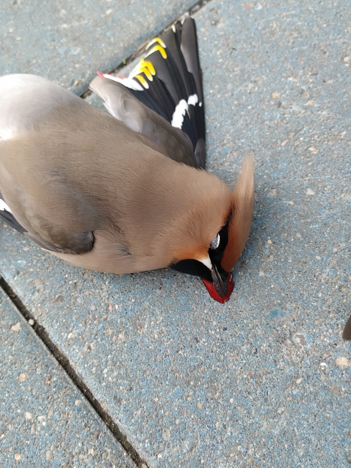 1555004329176737451 можно ли ловить лесных птиц