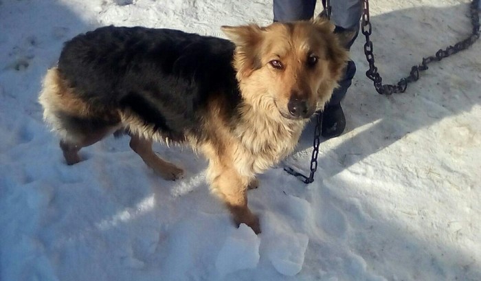 Orenburg region, town Khalilovo, the murder of a dog. - My, Negative, Animals, Killing an animal, No rating, Longpost