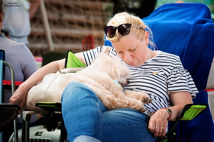 Another series of reportage pictures from dog shows that took place in the South of Russia in 2018, pleasant viewing))) - My, Dog, Dogs and people, Exhibition, Dog show, Animalistics, Photographer, The photo, Longpost