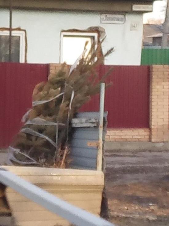 A new record: the New Year tree in Ulyanovsk was thrown out on April 10th. - Humor, Christmas trees, Ulyanovsk, Record