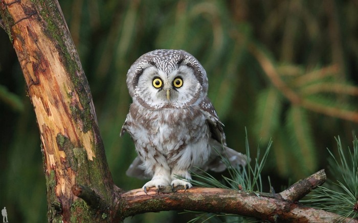 What are you!!! - Owl, Branch, The photo, Astonishment, Pine, Nature