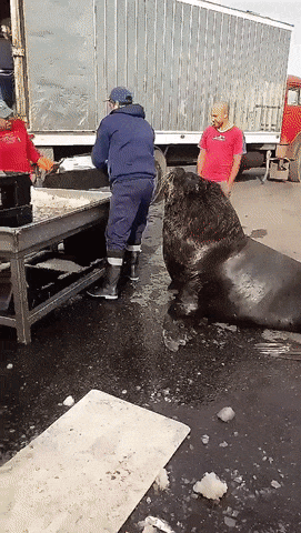 Nice boy waiting for snacks for breakfast at the port - Sea lion, Not a beggar, A fish, Food, GIF