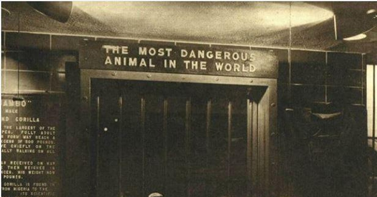 Much dangerous. Выставка в зоопарке Бронкса 1960. Зоопарк Бронкса самое опасное животное в мире. Самое опасное животное в Нью йоркском зоопарке. Выставка в зоопарке Бронкса.