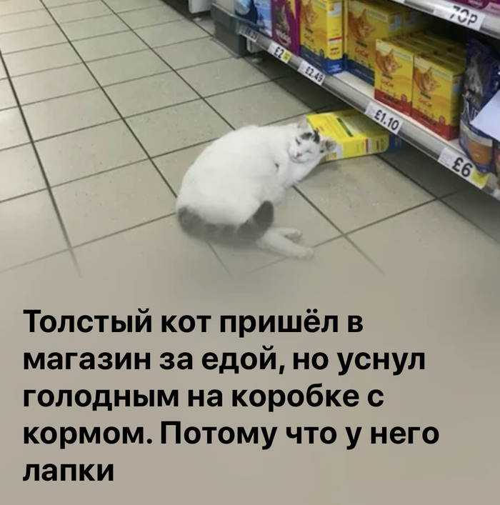 Last news - cat, Supermarket, From the network