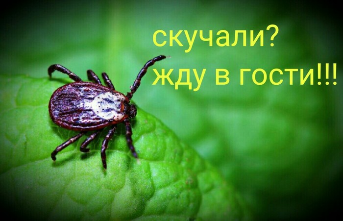 Watch out for tick season!!! - My, Mite, Danger, Disease, Epidemic, Spring, Nature, Shashlik