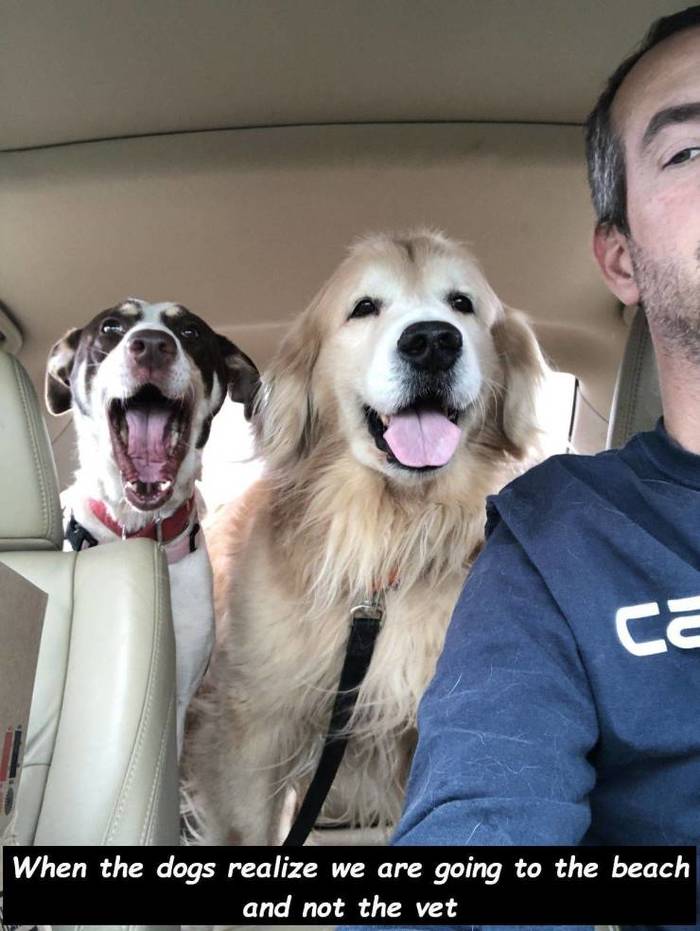 When the dogs realized we were going to the beach, not the vet - Dog, Understood, Joy