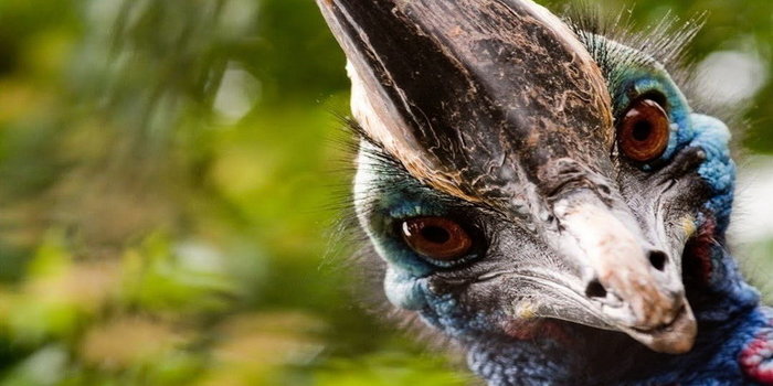 Bird kills farmer in Florida - Agronews, America, Florida, Murder, Birds, Ludicrous death, Cassowary, Farmer, , media, Media and press