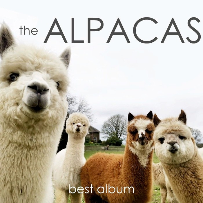 Alpaca - Picture with text, Alpaca, Album, Musical group