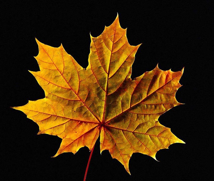 Autumn leaf - Autumn, Maple Leaf, Sheet