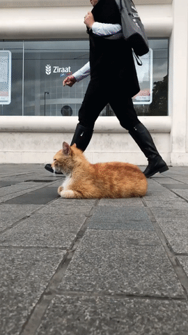Street cat - cat, Milota, GIF