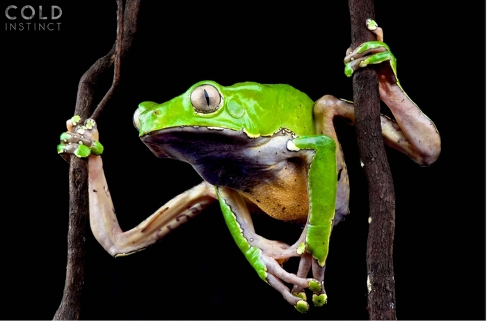 Uh, you two. Come here. - Delovaya Kolbasa, Frogs, , Poisonous animals