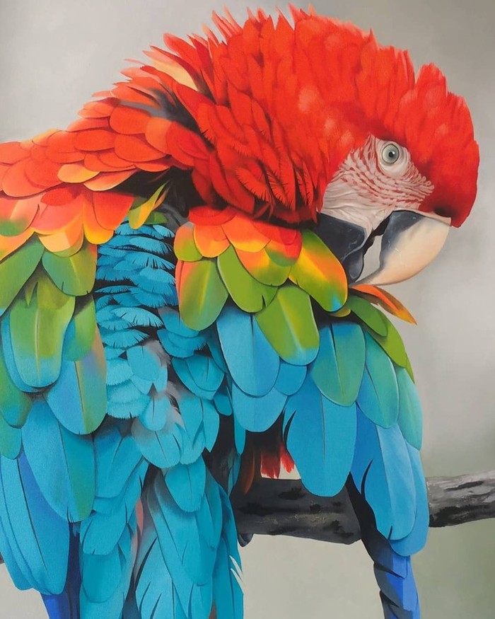  , ,  , Macaw