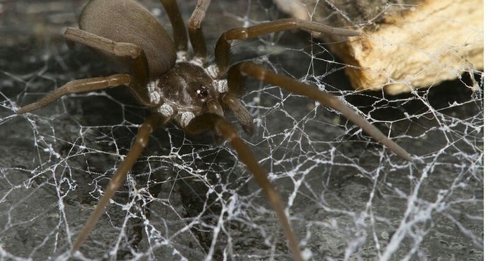 Cobweb or rope, which is stronger? - The science, Research, Spider