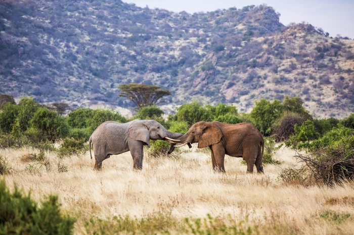 Встреча двух слонов выглядит как романтическое свидание, но на самом деле это два самца, которые начали драку за главенство.