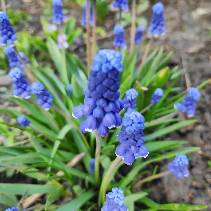 About spring - My, Flowers, Spring, The photo, cat, , Longpost, Courtyard