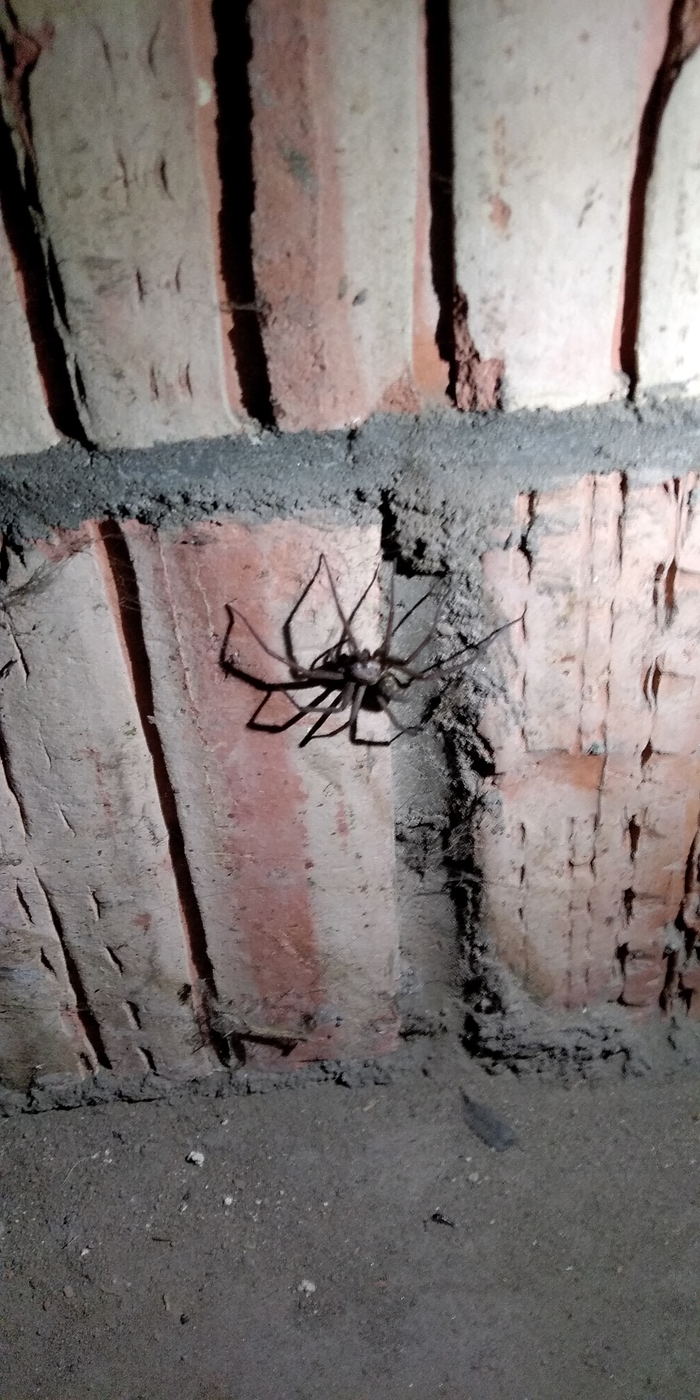 In the Moscow basement of the garage I saw a large black spider. Who knows what kind, tell me) - My, Spider, Fear, Basement