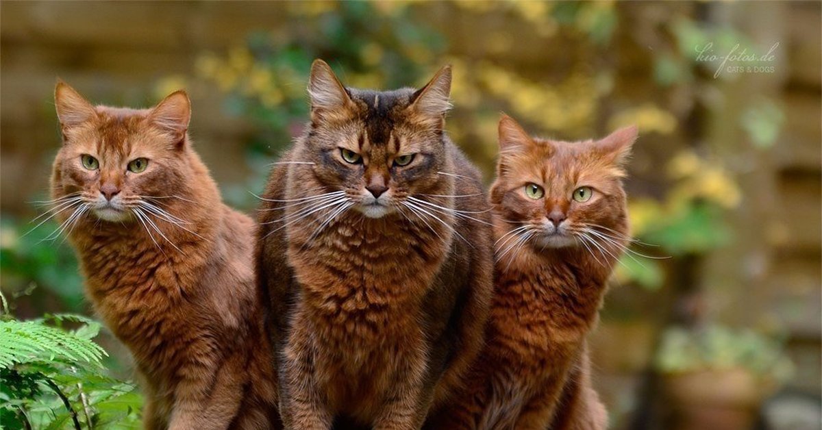 3 кота летние. Три кошки. Четыре кота. Трое кошек. Три красивые кошки.