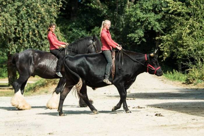 What a strange horse she has - , Horses, Cow, Horseback riding