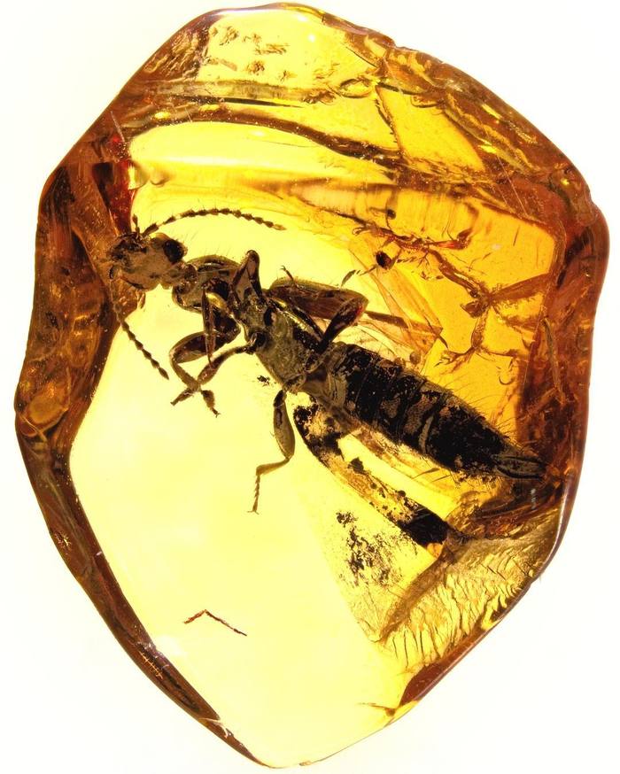 Amber inclusion - Amber, Inclusion, Insects, Paleontology