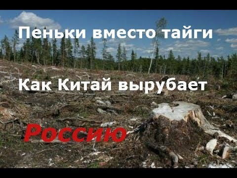 Russia being eaten by China - My, Forest, Russia, China, The nature of Russia, Negative, Embezzlement, Patriotism, Video, Longpost