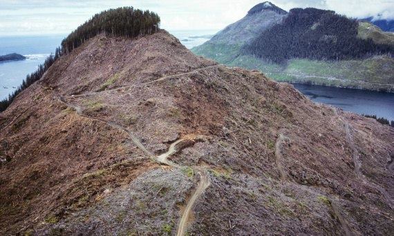 Russia being eaten by China - My, Forest, Russia, China, The nature of Russia, Negative, Embezzlement, Patriotism, Video, Longpost