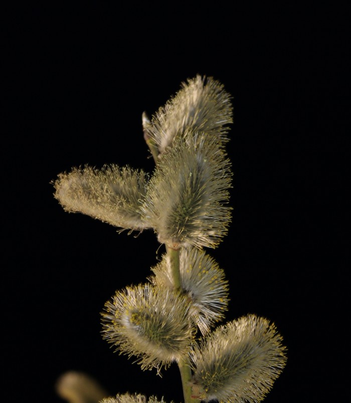 willow blossoms - Willow, Macro photography, The photo, My, Beginning photographer