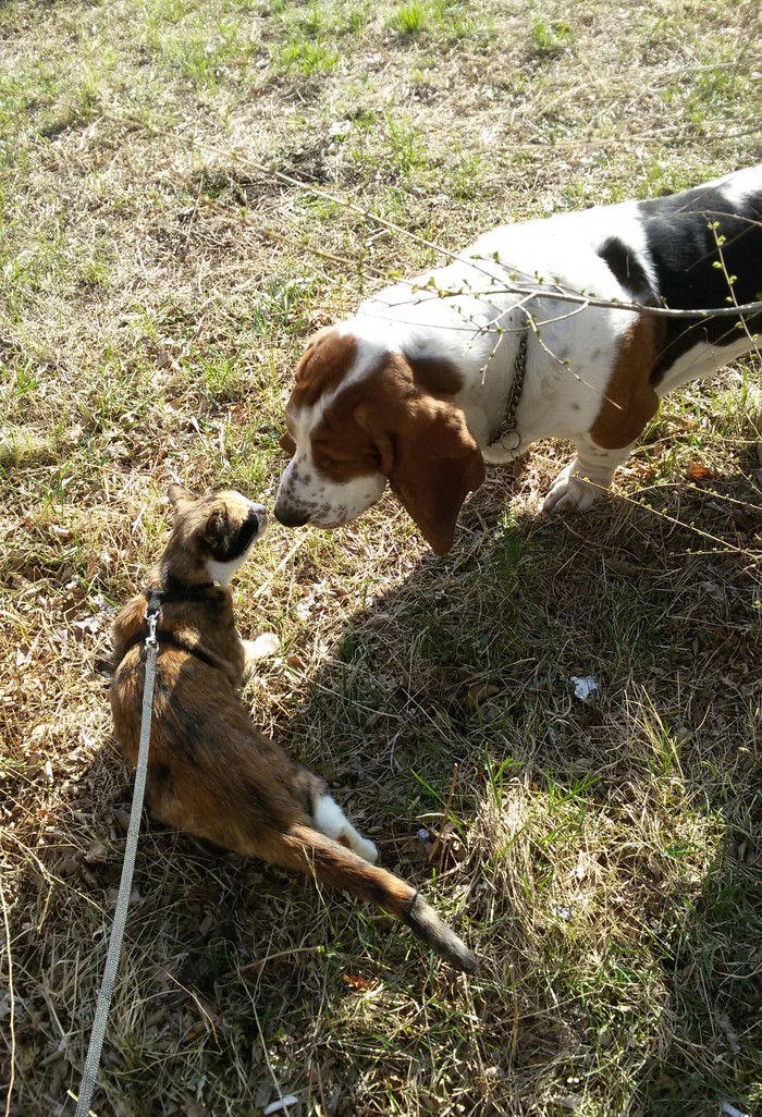 Acquaintance. - My, cat, Basset Hound, Walk, Spring, Pets