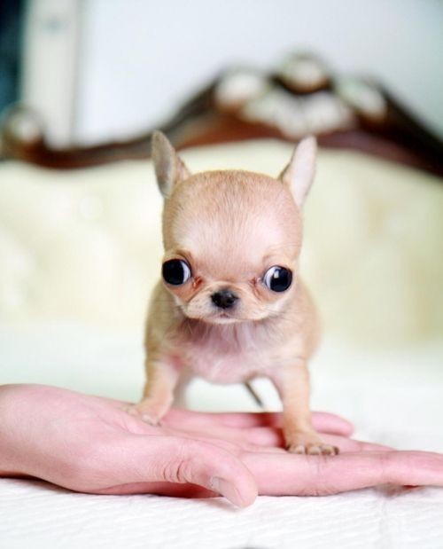 Tiny))) - Dog, Puppies, Chihuahua, Milota