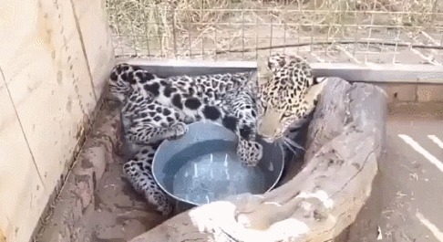Большие кошки все еще кошки