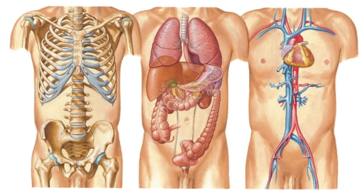 Анатомическое строение человека внутренние органы фото с надписями спереди и сзади