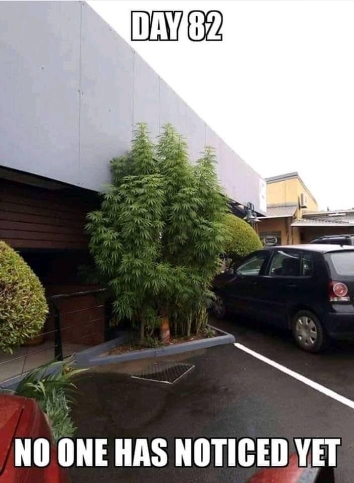 ordinary tree - Reddit, Tree, Marijuana, Humor