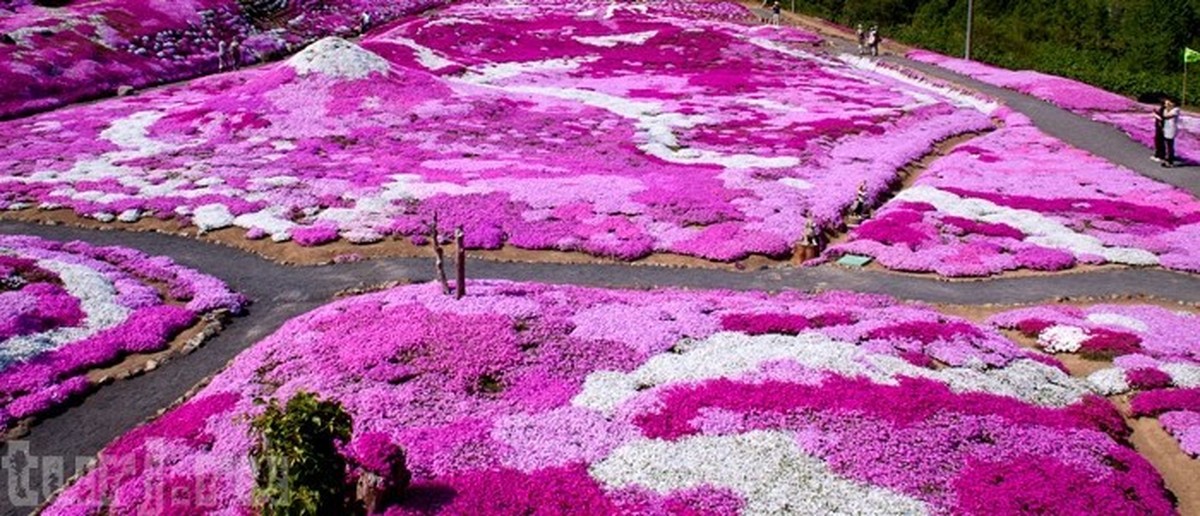 Massive color. Парк Хицужияма Япония. Флокс шиловидный в Японии. Парк Такиноуэ, Япония. Япония поля шиловидных флоксов.