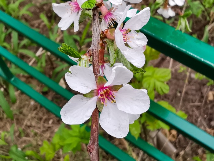 Colors of Spring - My, Flowers, Mobile photography, The photo, Pigeon, Huawei mate 20, Longpost