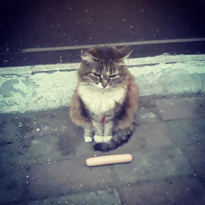 Now I know what hopelessness looks like... - My, cat, Sausages, Spring, 